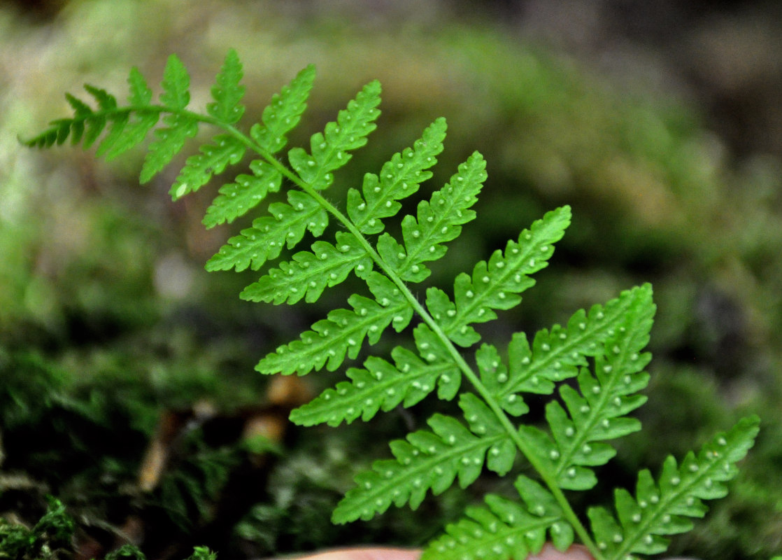 Image of Woodsia caucasica specimen.