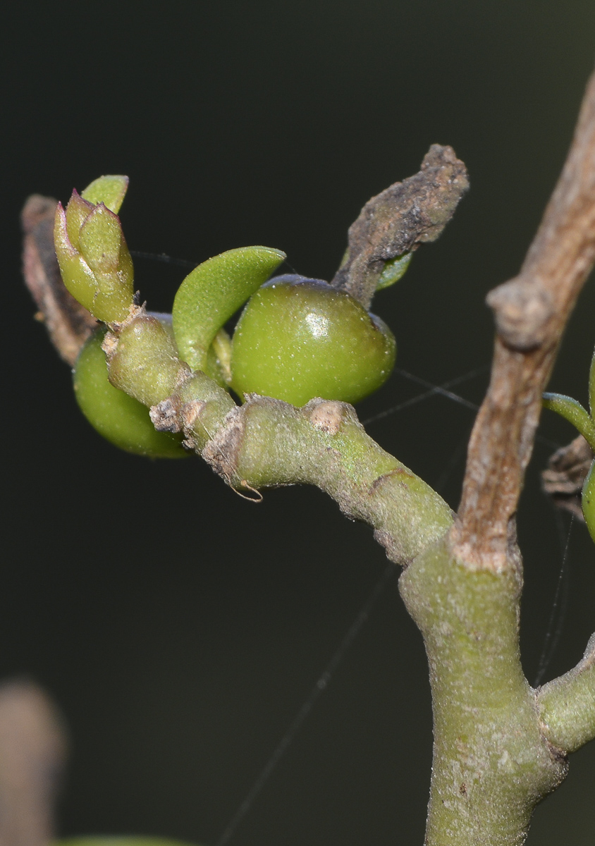 Image of genus Pereskia specimen.