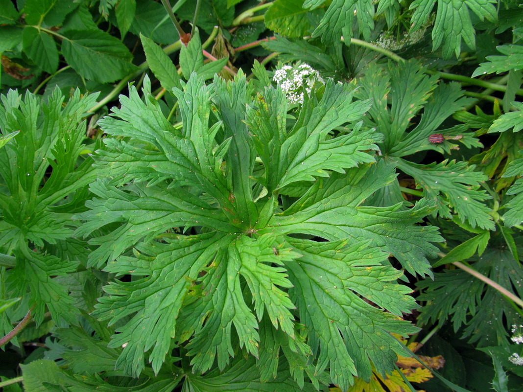 Image of Geranium pratense specimen.