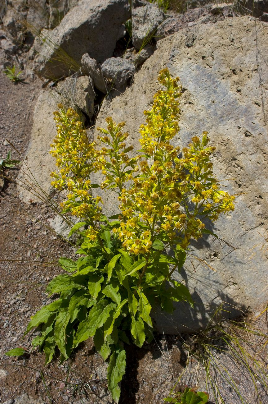 Изображение особи Solidago virgaurea.