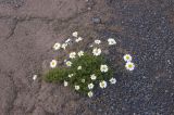 Anthemis iberica