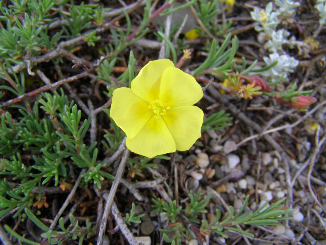 Изображение особи Fumana procumbens.