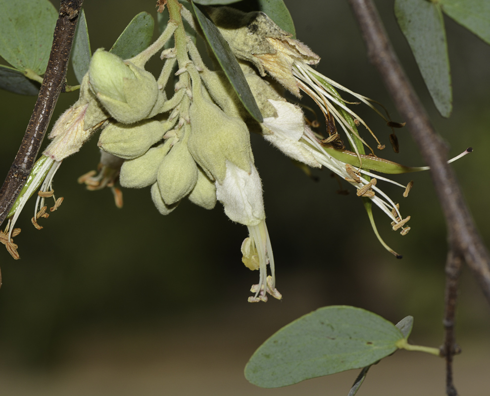 Image of Lysiphyllum gilvum specimen.