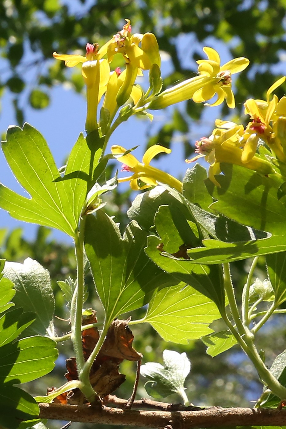 Image of Ribes aureum specimen.