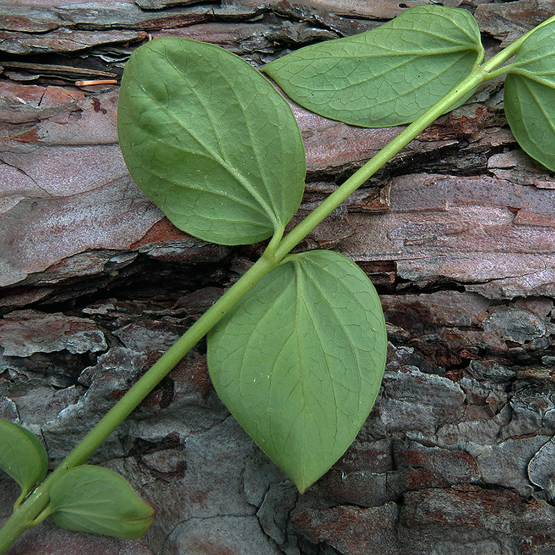 Image of Vincetoxicum albovianum specimen.