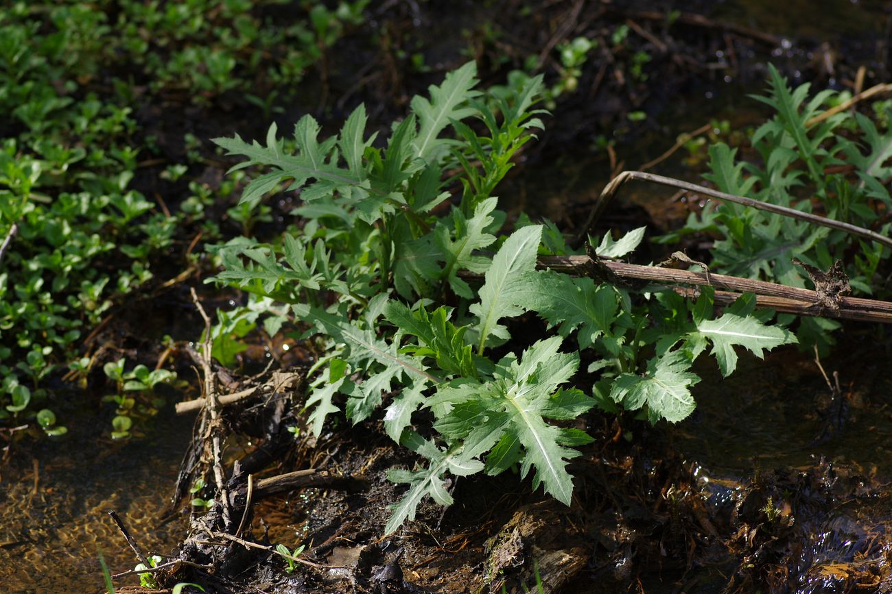 Image of Cirsium oleraceum specimen.