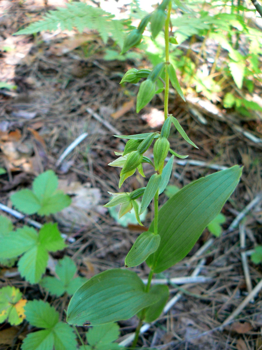 Image of Epipactis helleborine specimen.