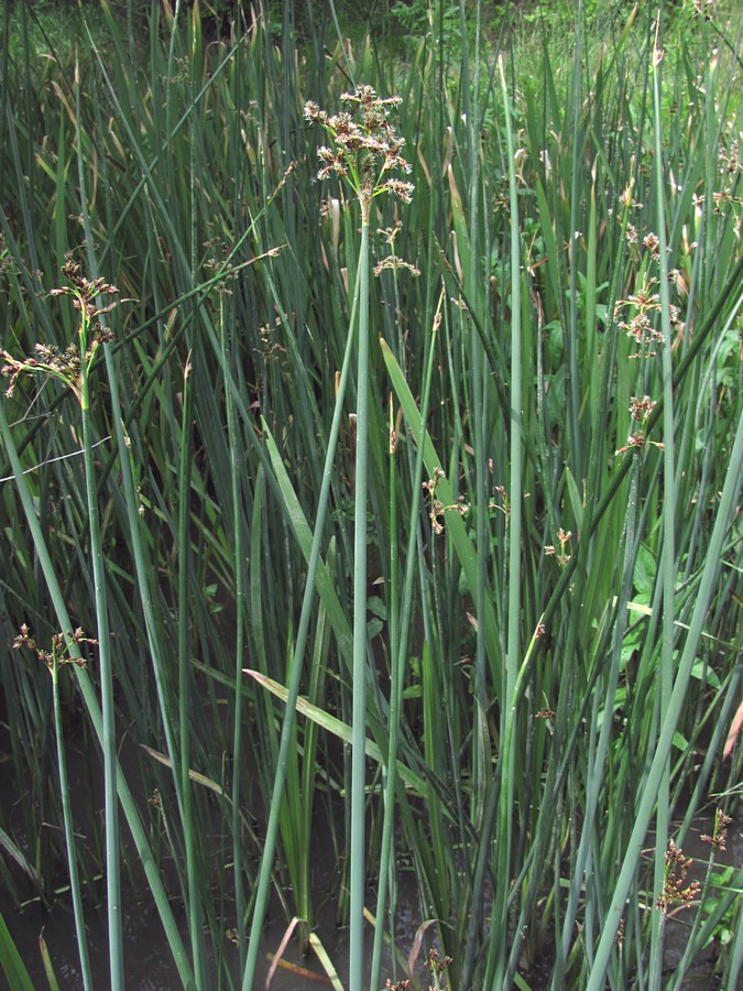 Image of Schoenoplectus tabernaemontani specimen.