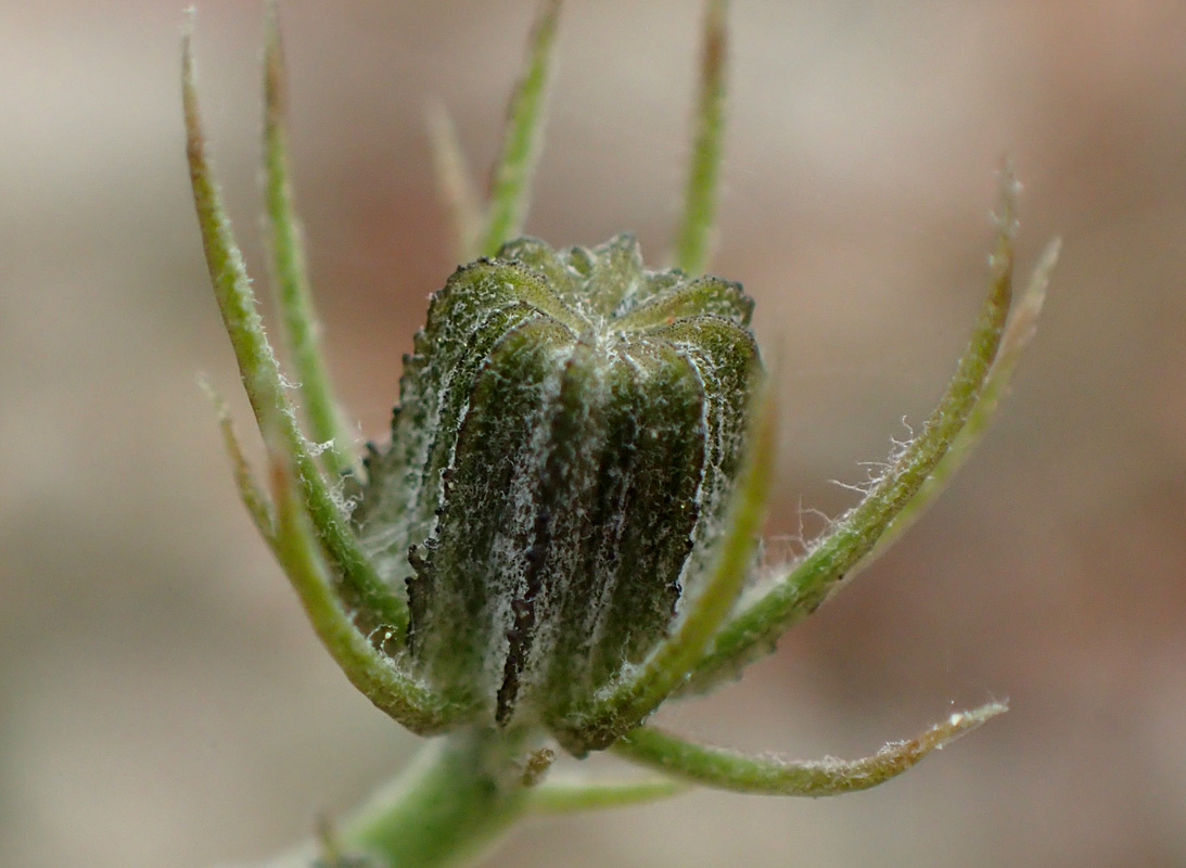 Image of Tolpis barbata specimen.