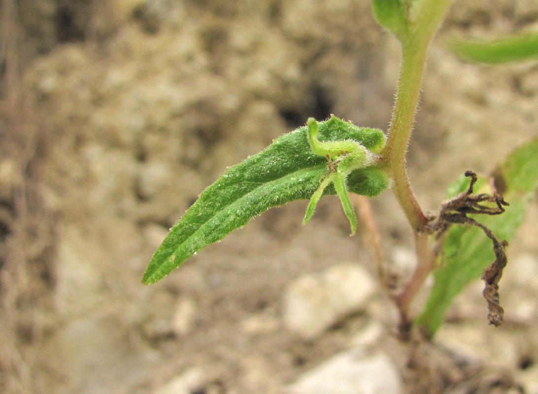 Image of genus Campanula specimen.