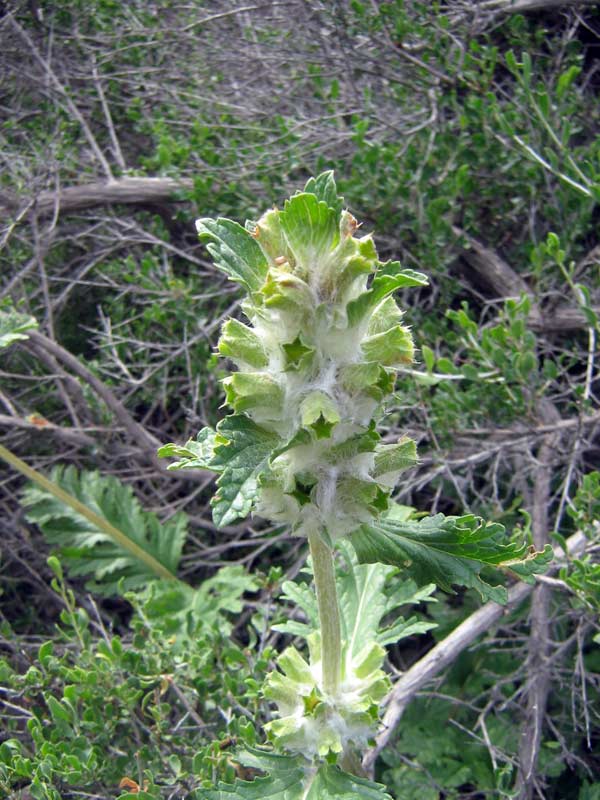 Image of Phlomoides speciosa specimen.