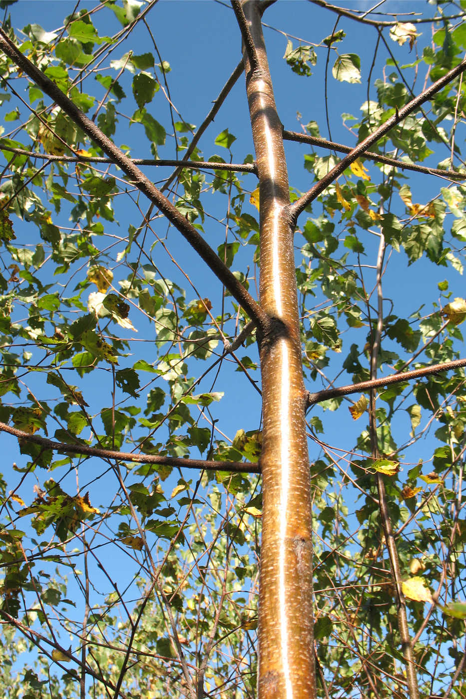 Image of Betula pendula specimen.