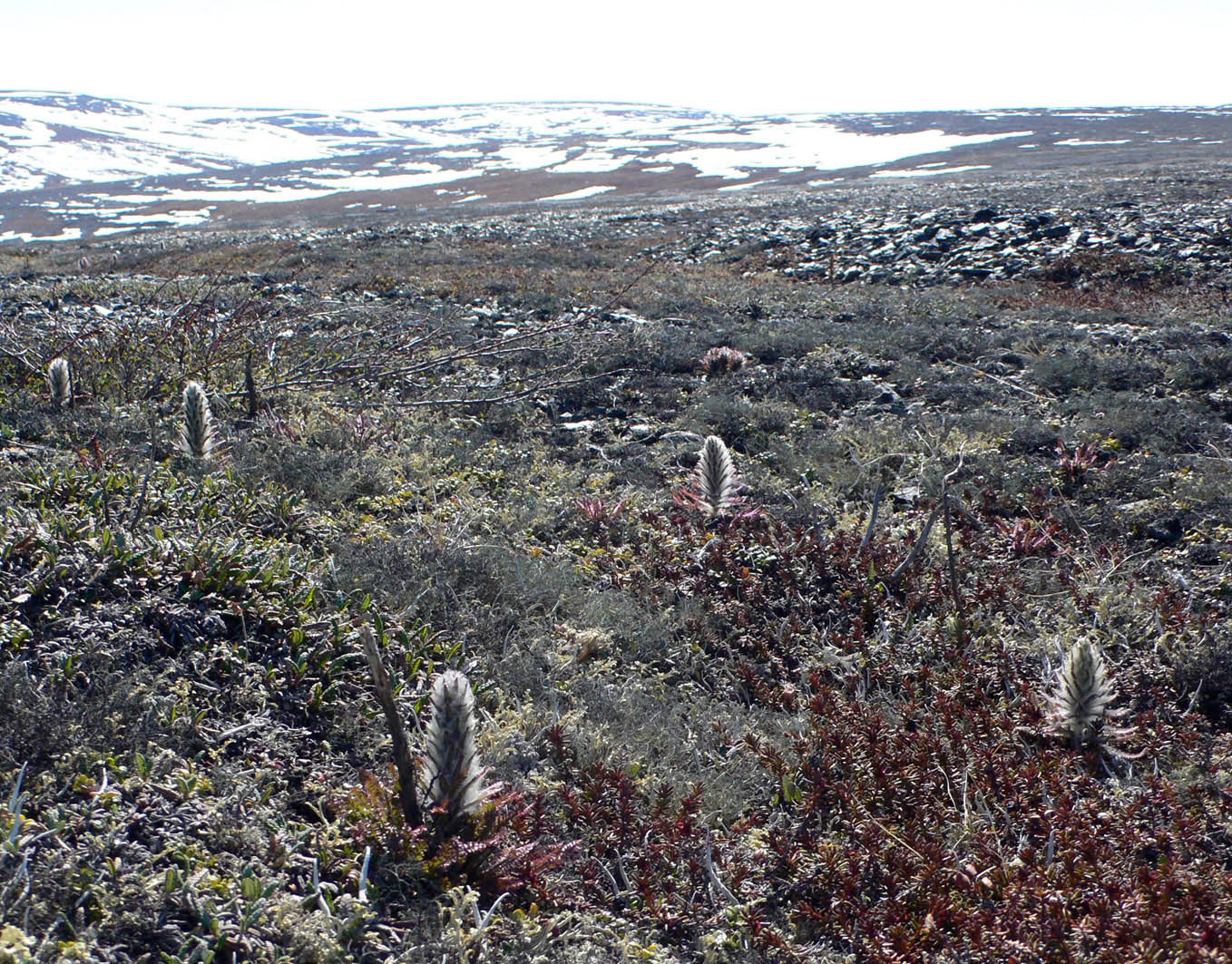 Image of Pedicularis alopecuroides specimen.