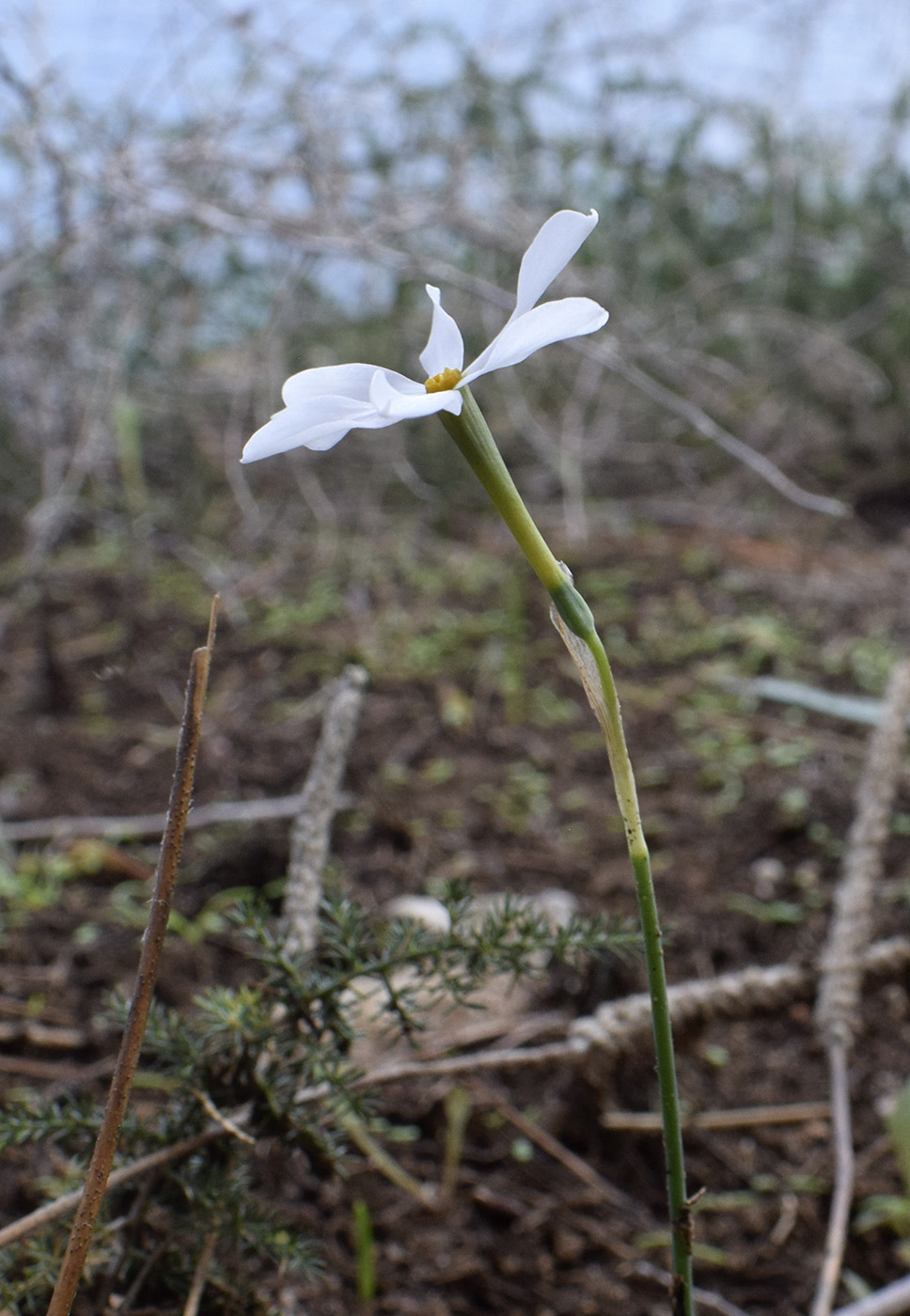 Изображение особи Narcissus obsoletus.