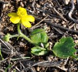 Ranunculus bullatus подвид cytheraeus. Цветущее растение. Республика Кипр, окр. г. Ларнака (Λάρνακα), невысокое каменистое плато. 09.12.2018.