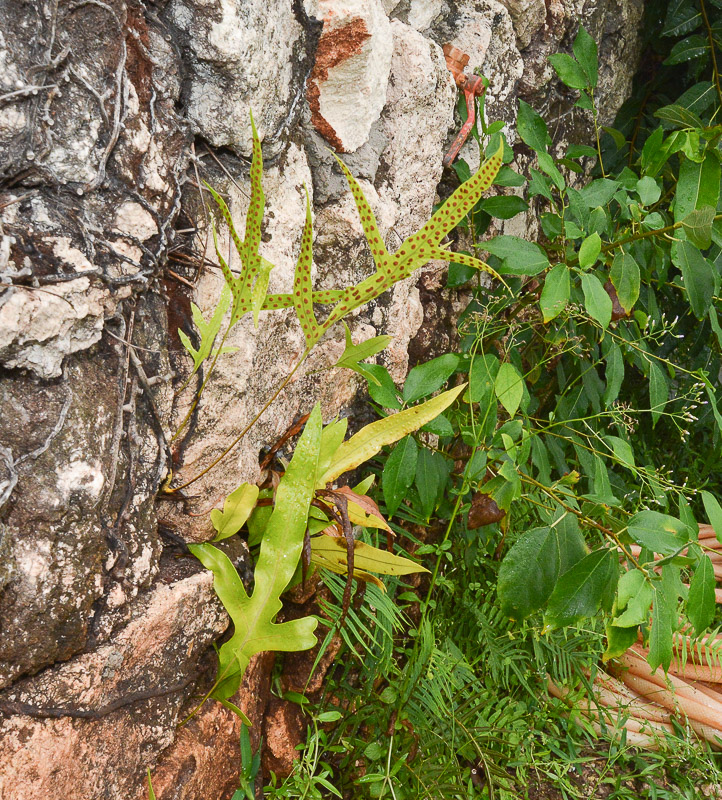 Image of genus Phymatosorus specimen.