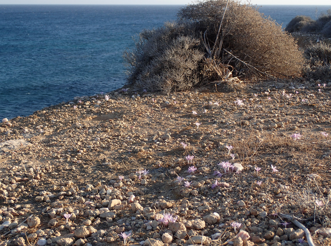 Изображение особи род Colchicum.