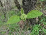 Viburnum lantana