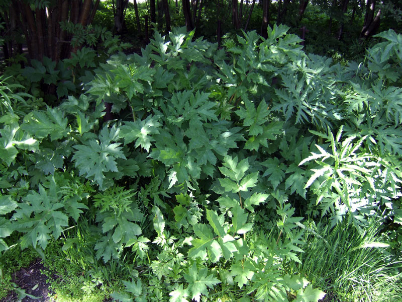 Изображение особи род Heracleum.