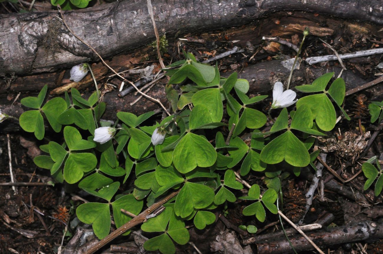 Изображение особи Oxalis acetosella.