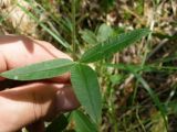 Trifolium alpestre