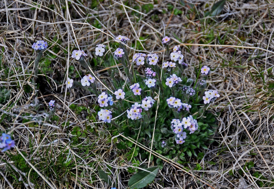 Image of Eritrichium villosum specimen.