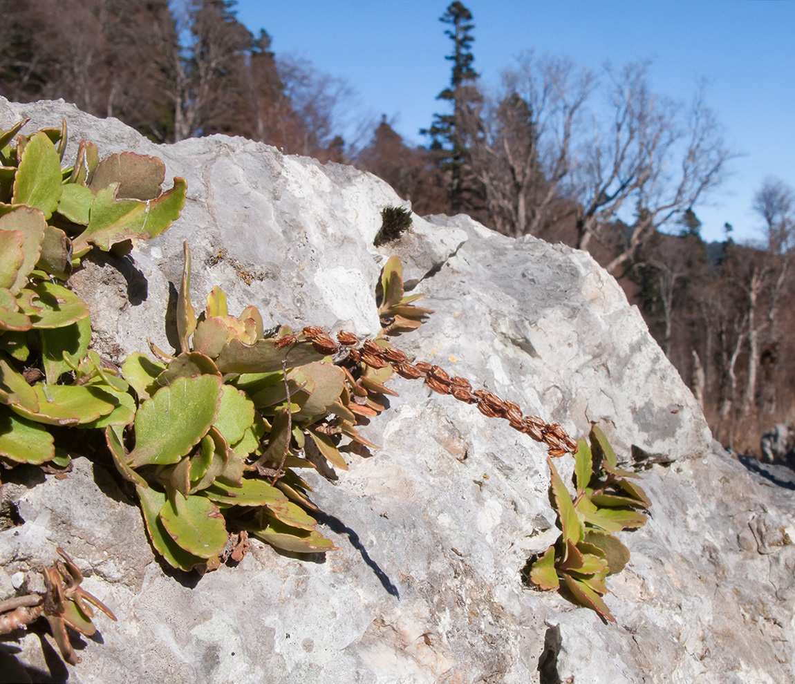 Изображение особи Chiastophyllum oppositifolium.