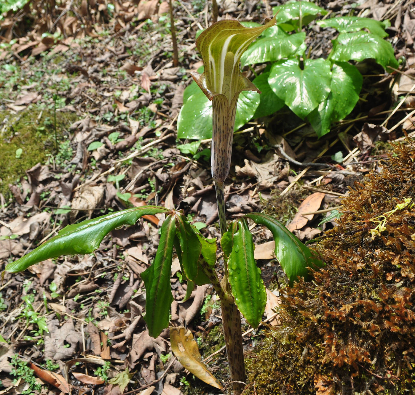 Изображение особи Arisaema nepenthoides.