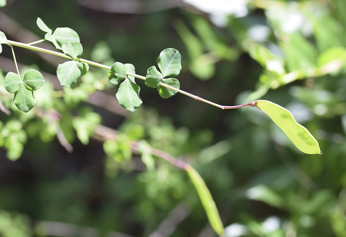 Image of Cytisus sessilifolius specimen.