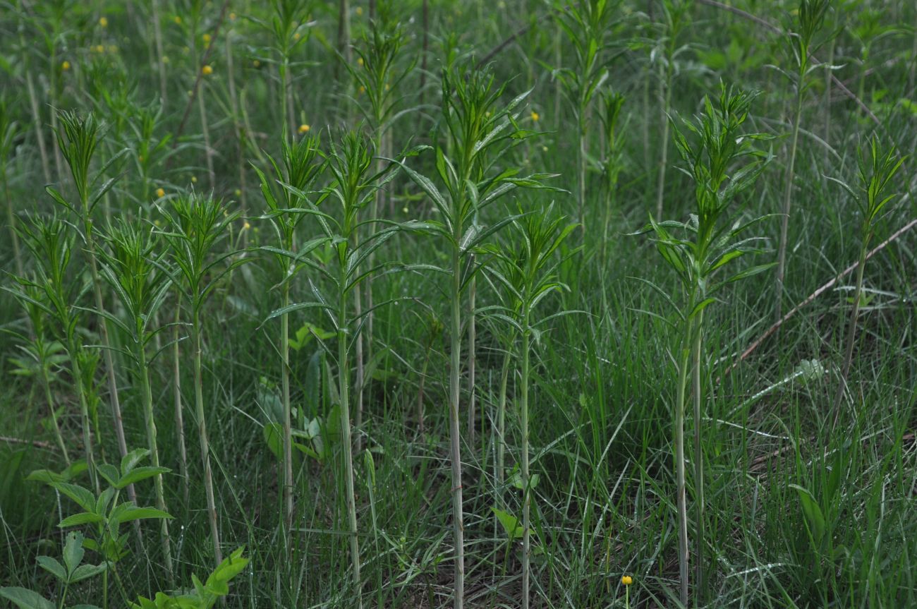 Image of Chamaenerion angustifolium specimen.