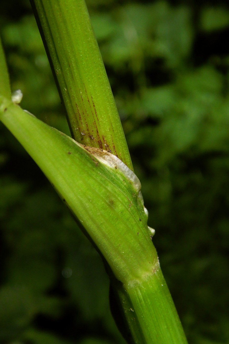 Image of Aegopodium podagraria specimen.