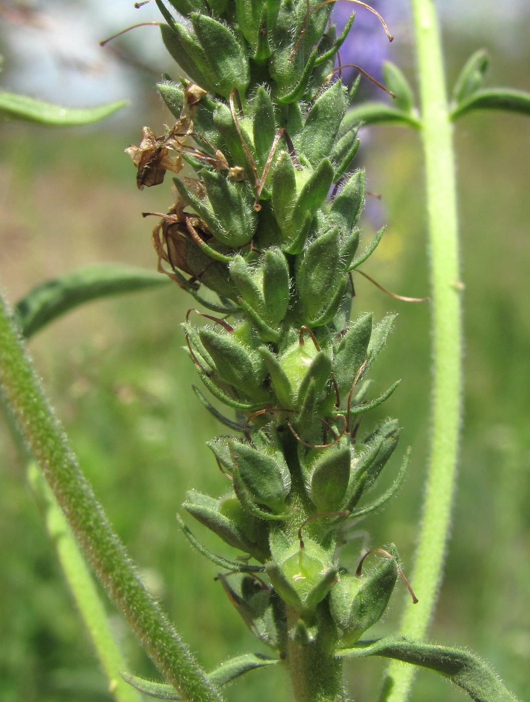 Image of Veronica barrelieri specimen.