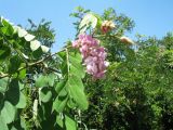 Robinia viscosa. Побег с соцветиями. Казахстан, г. Тараз, кромка правого борта долины р. Ушбулак (Карасу), заброшенное рудеральное местообитание. 22 июля 2020 г.