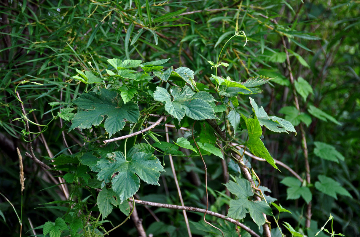 Image of Humulus lupulus specimen.