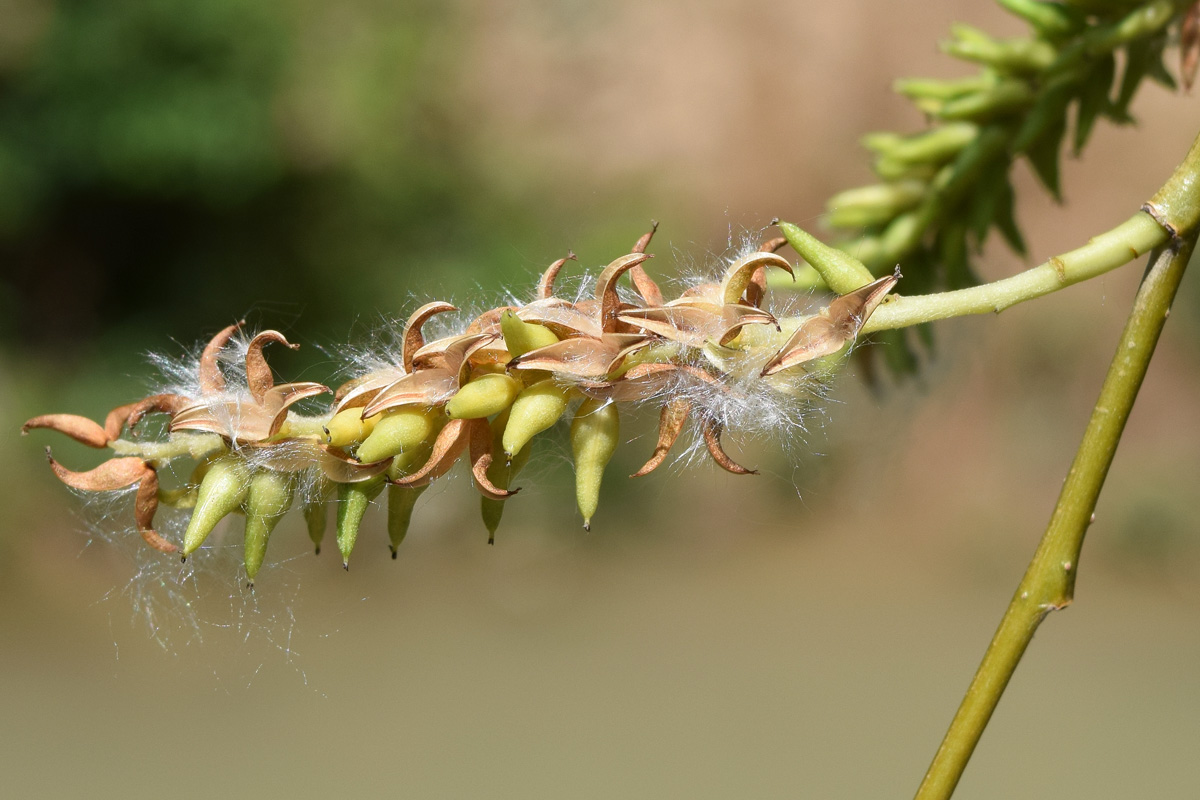 Image of Salix alba specimen.