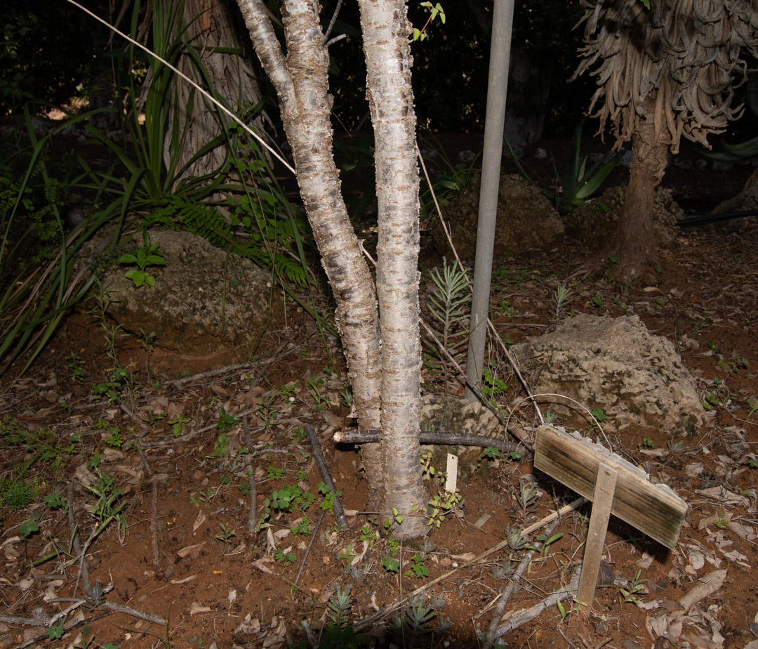 Image of Euphorbia schlechtendalii specimen.