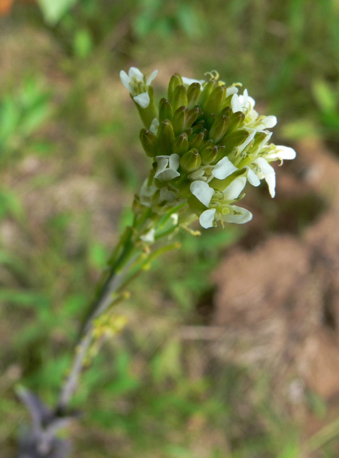 Изображение особи Turritis glabra.