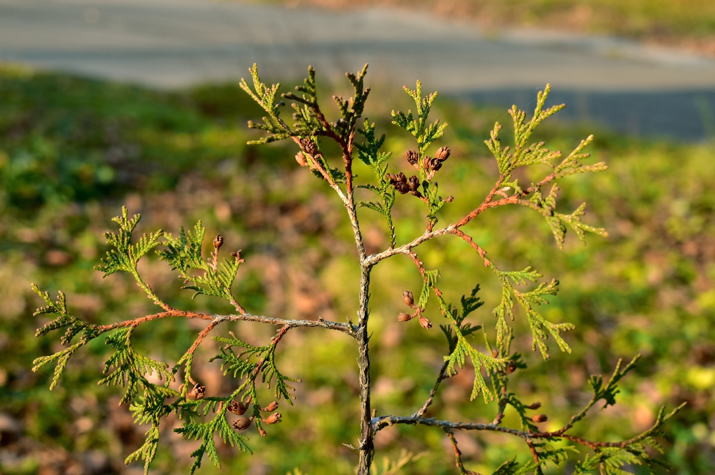 Image of Thuja occidentalis specimen.