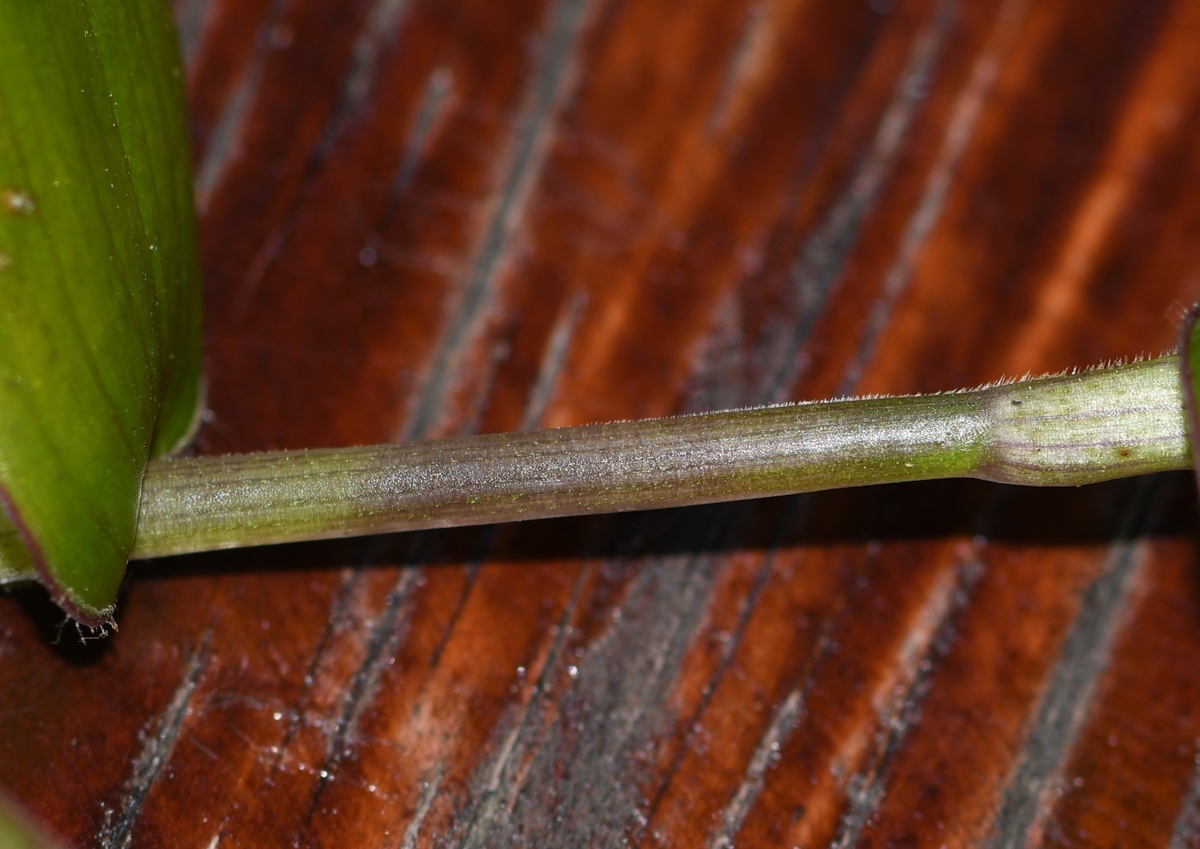 Image of Callisia gracilis specimen.