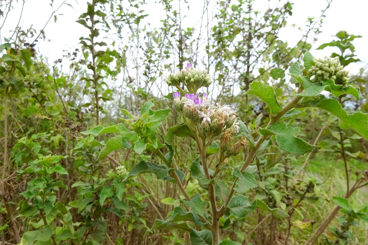 Изображение особи Baccharoides adoensis.