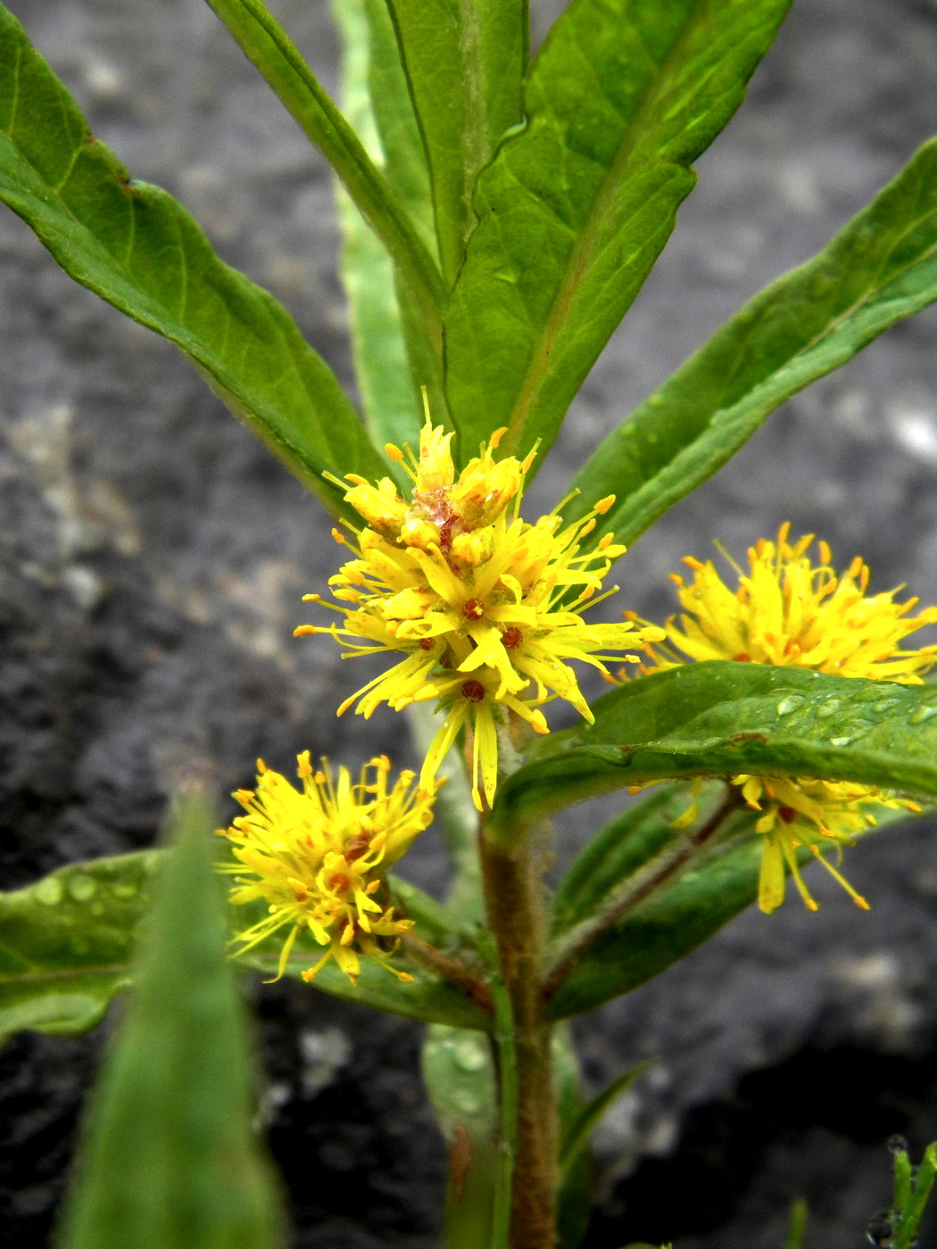 Изображение особи Naumburgia thyrsiflora.