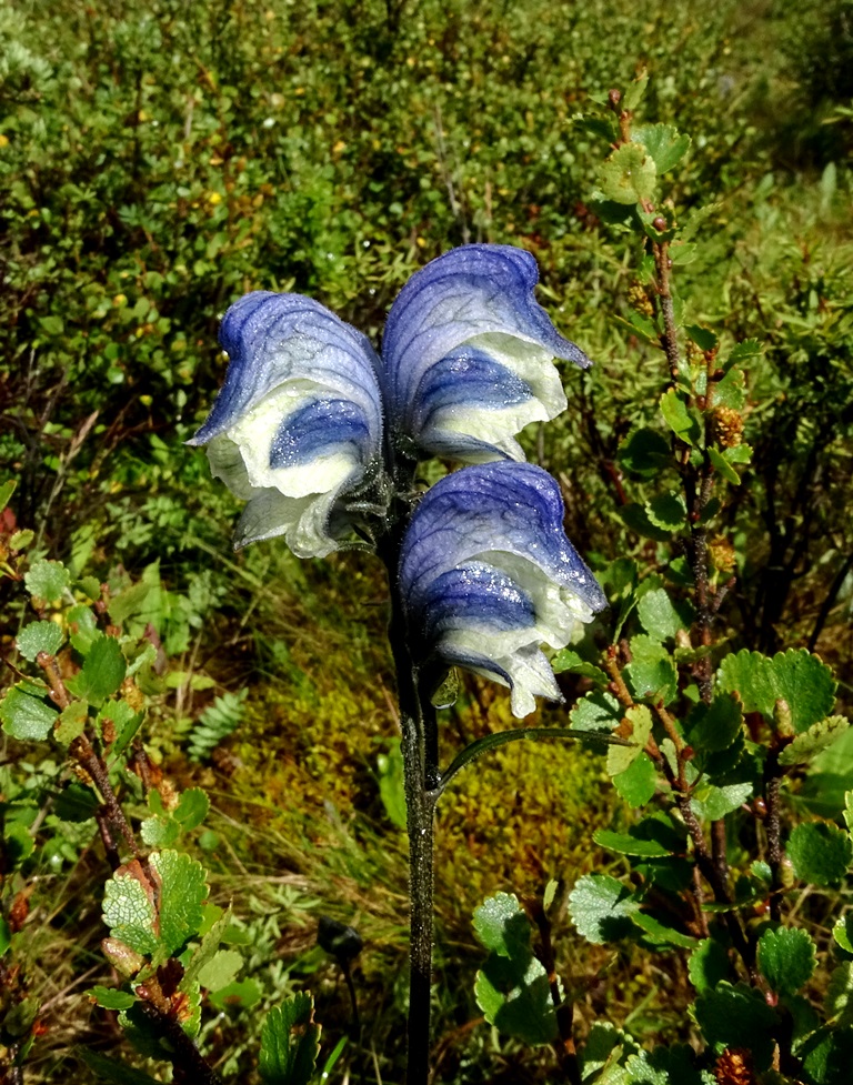 Изображение особи Aconitum biflorum.