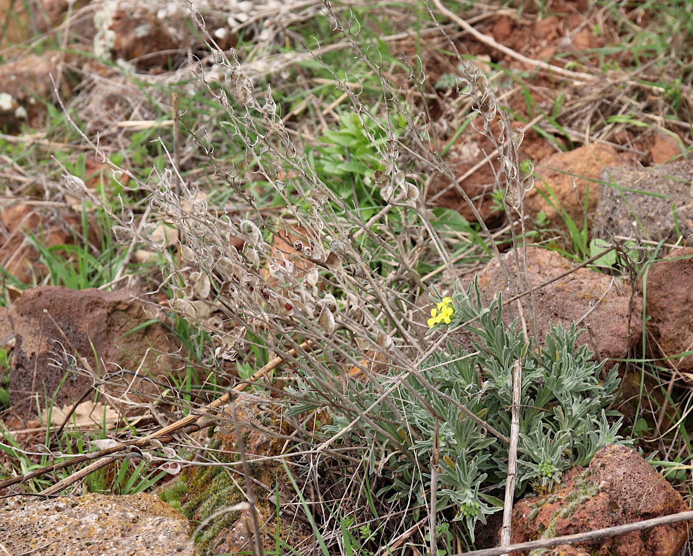 Image of Fibigia clypeata specimen.