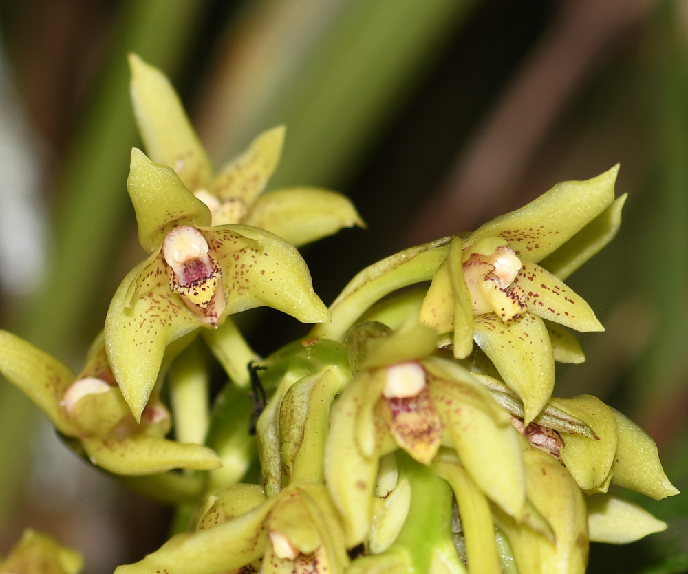 Image of familia Orchidaceae specimen.