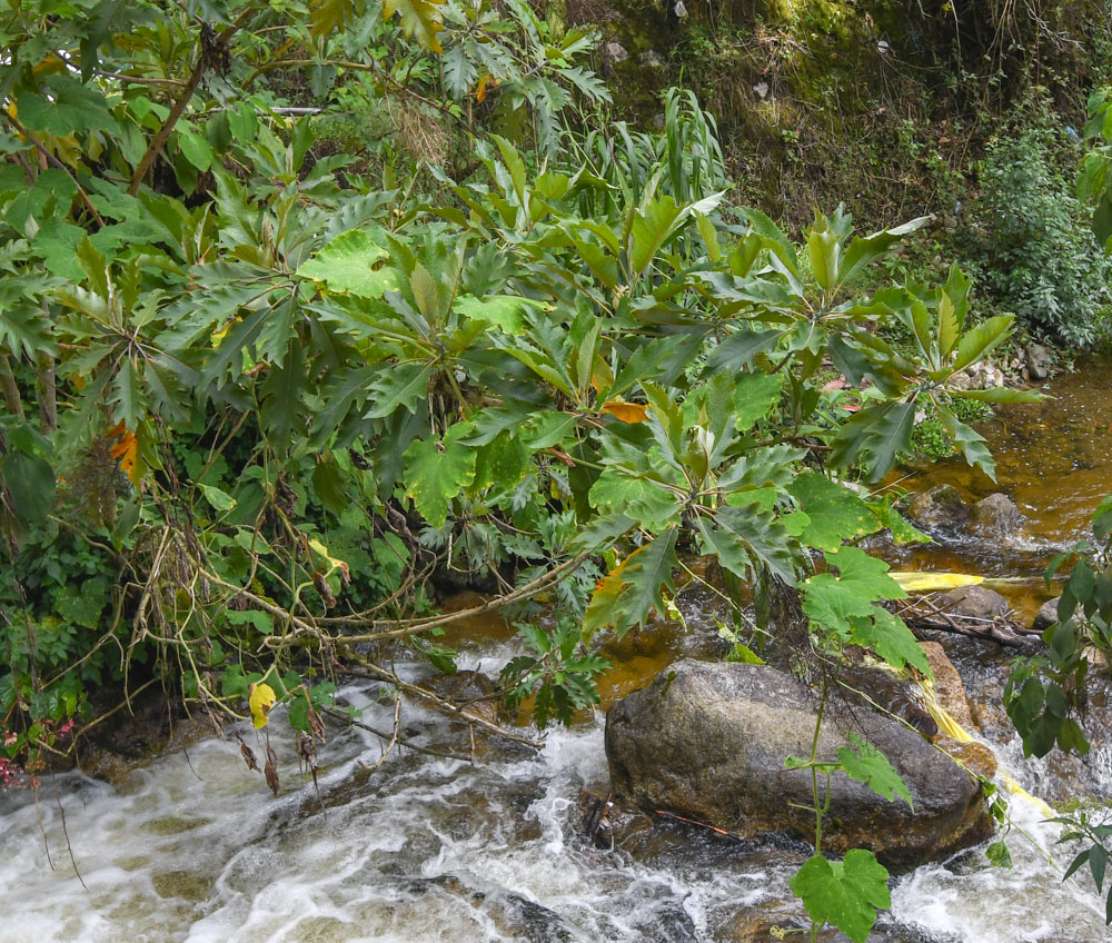 Image of Vasconcellea quercifolia specimen.