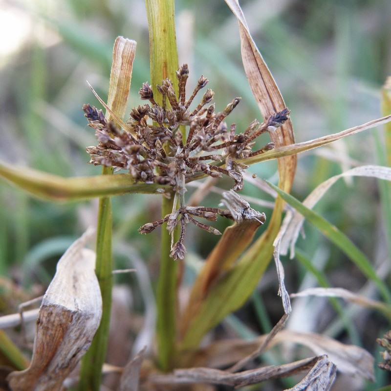 Изображение особи Cyperus fuscus.