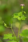 Geranium lucidum