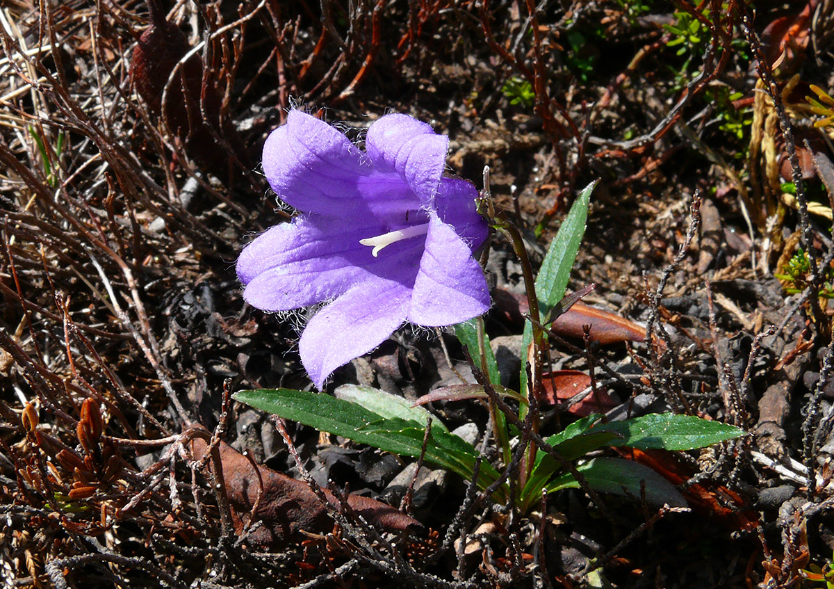 Изображение особи род Campanula.