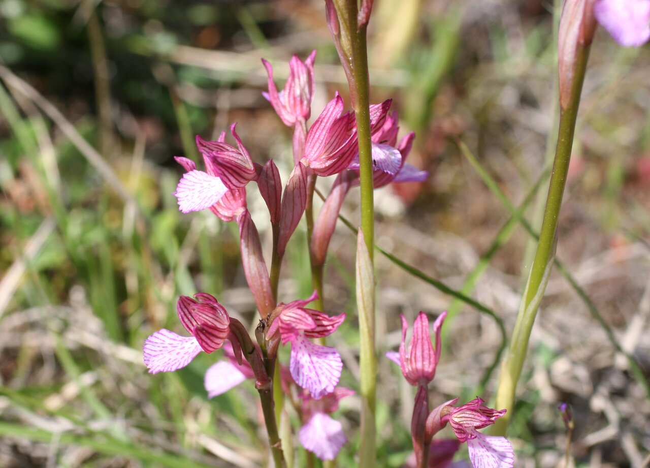 Image of Anacamptis papilionacea specimen.