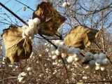 Symphoricarpos variety laevigatus